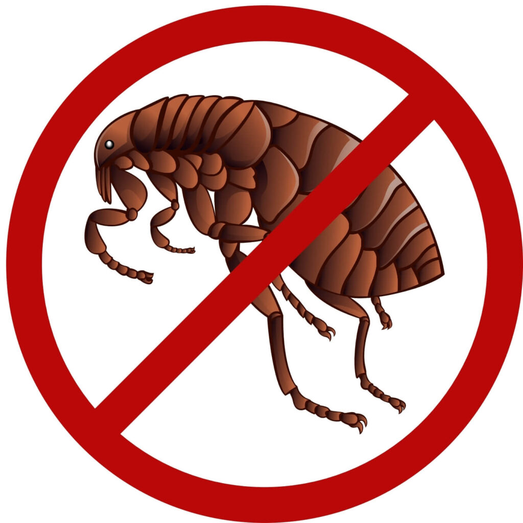 Flea problem